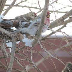 Species 84, Hoary Redpoll with Common Redpoll