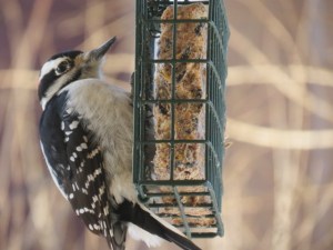 Downy on Suet feeder