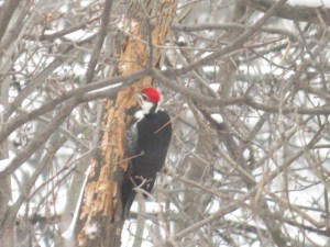 Pileated Woodpecker works tree over across the street in Gatineau Park