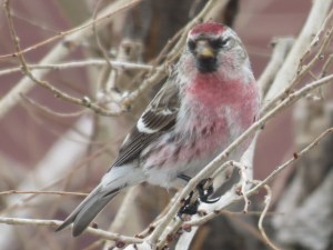 A beautiful reddish male Redpoll