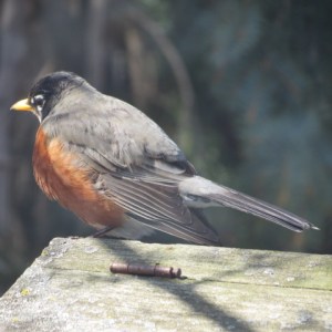 Robin at my brother's on Easter Weekend near Toronto