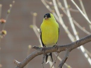Goldfinch photo Cris Navarro