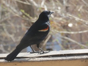 Red-winged scoundrel photo by Cris Navarro