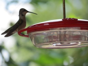 Young Ruby-throated Hummingbird visits the feeder on August 10