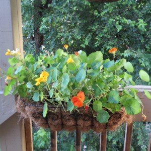 Flower on the balcony attract birds!