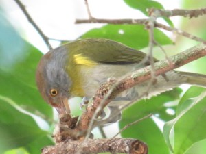 Red-crowned Ant Tanager