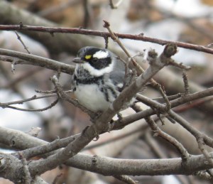 Black-throated Gray Warbler, Deschenes Rapids, Ted Cheskey