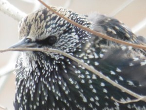 European Starling giving me the eye