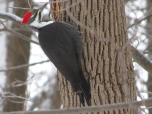 Pileated Woodpecker across the street