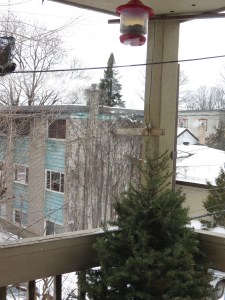 Boreal habitat on the balcony