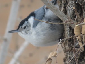 Sitelle watches me with forlorn expression as I cough behind the plate of glass.