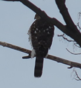 Sharp-shinned Hawk calms down anxious Cardinal