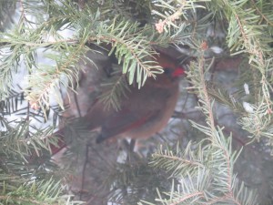 Cardinal probing for missed Christmas gifts