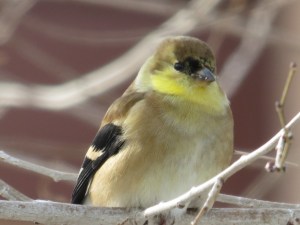 This Goldie is has extraordinarily beautiful colouring
