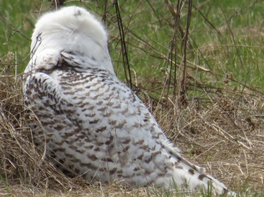 Snowy Owl stretches its neck