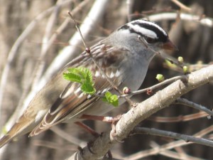 Our 5 month old Christmas tree is like home for the White-crowned Sparrow, headed to the high boreal forest