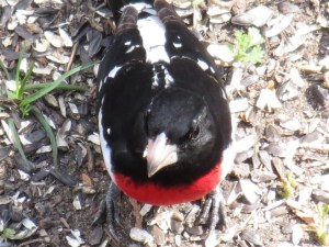 Rose-breasted Grosbeak takes refuels after tough migration