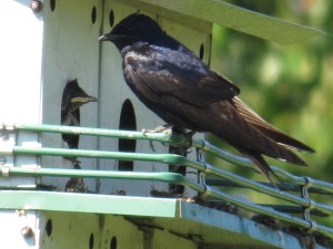 Purple Martin