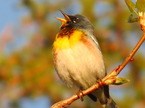 northern-parula-ted-cheskey-cape-hurd-bruce-peninsula