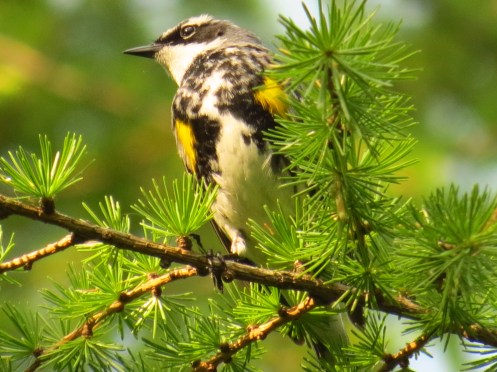 Yellow-rumped Warbler