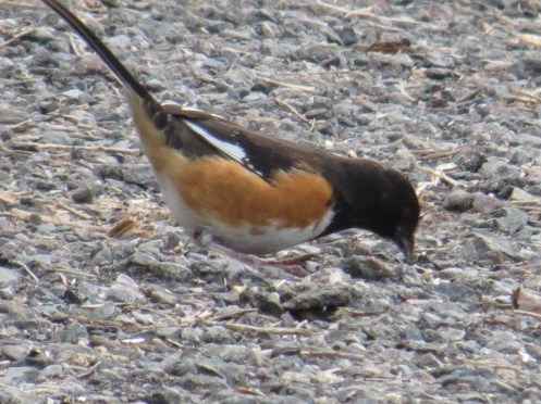 Towhee
