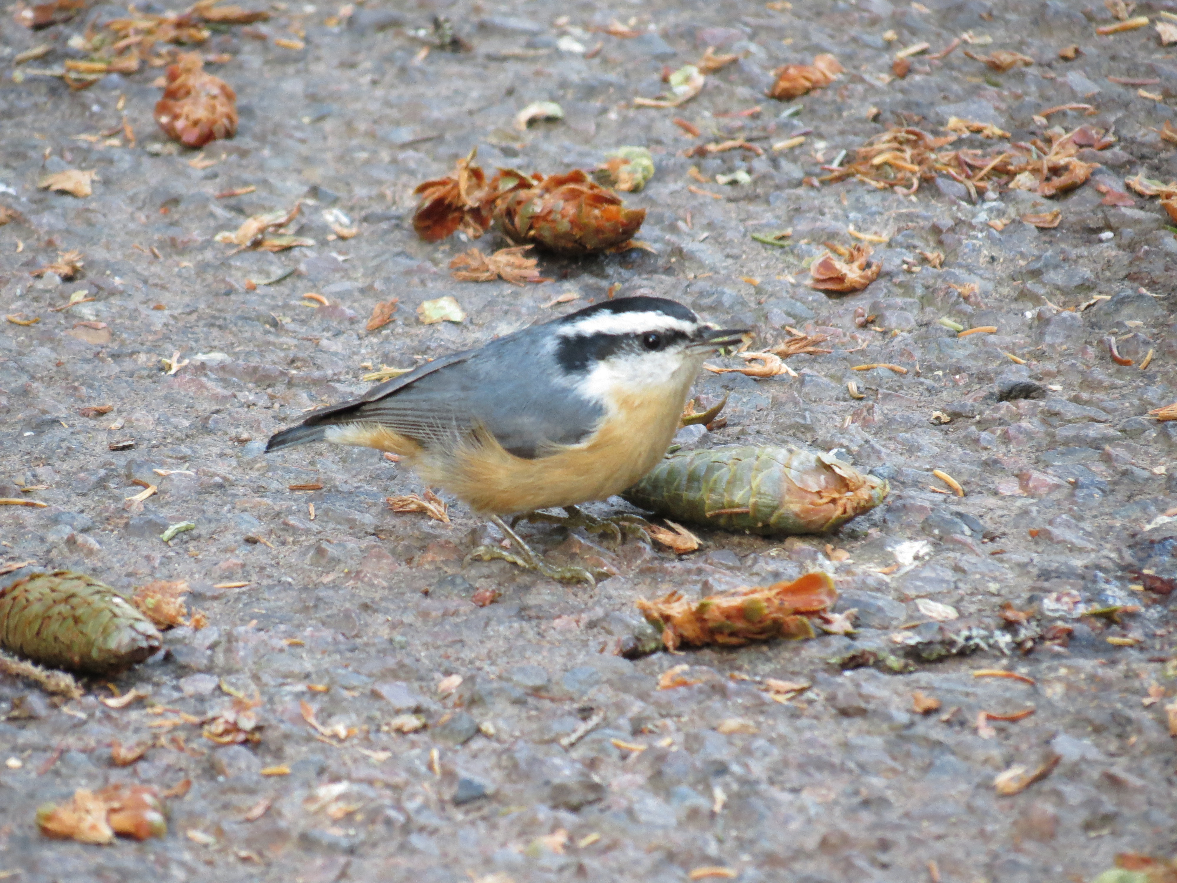 Red-breasted Nuthatch