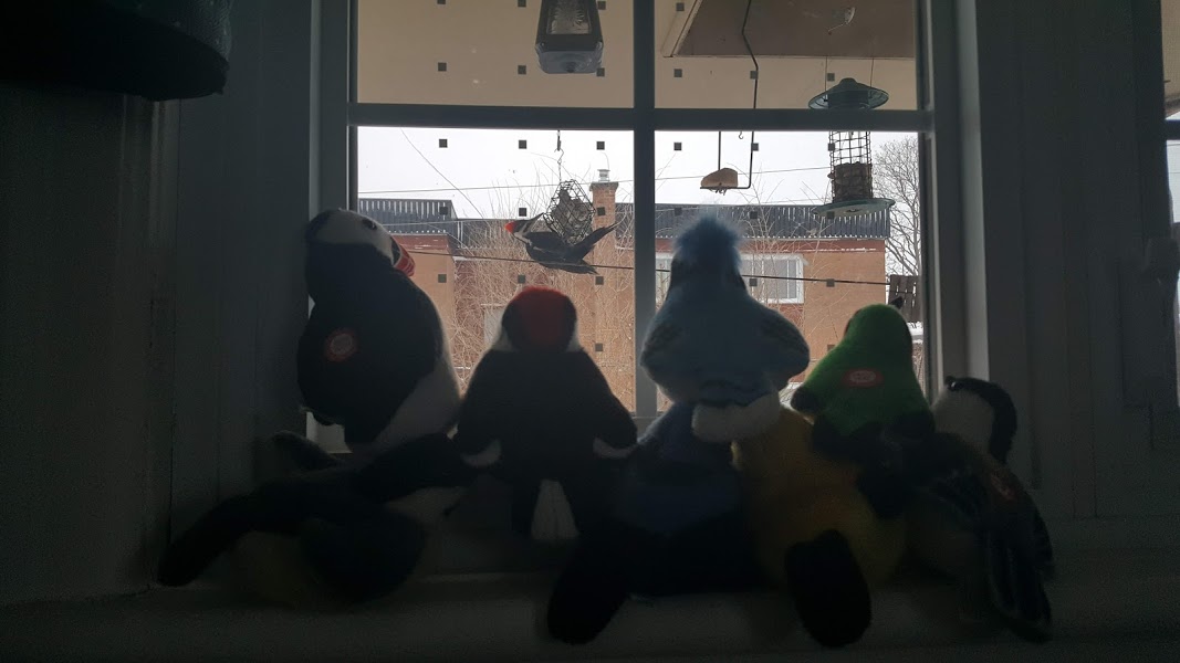 The gang watches pileated on feeder