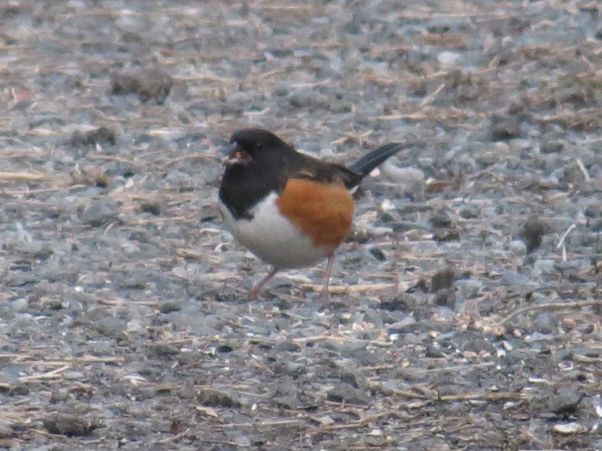towhee good